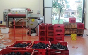 vendemmia ferrettivini vinificazione