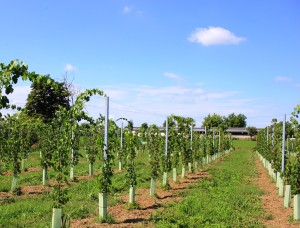 vigneti zappati ferrettivini
