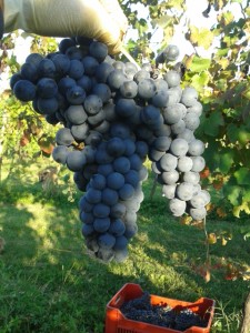vendemmia manuale lambrusco ferrettivini