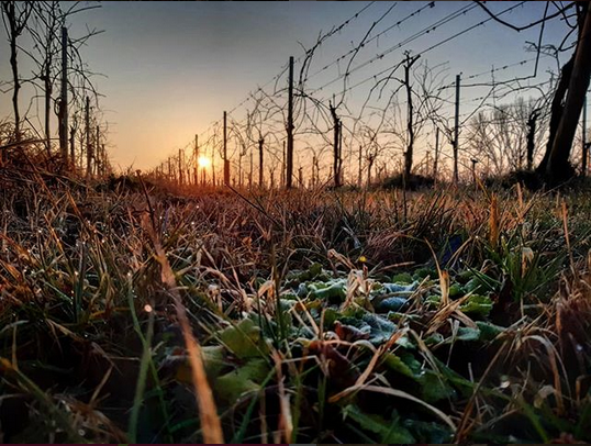 Inverno non inverno azienda agricola ferretti vini